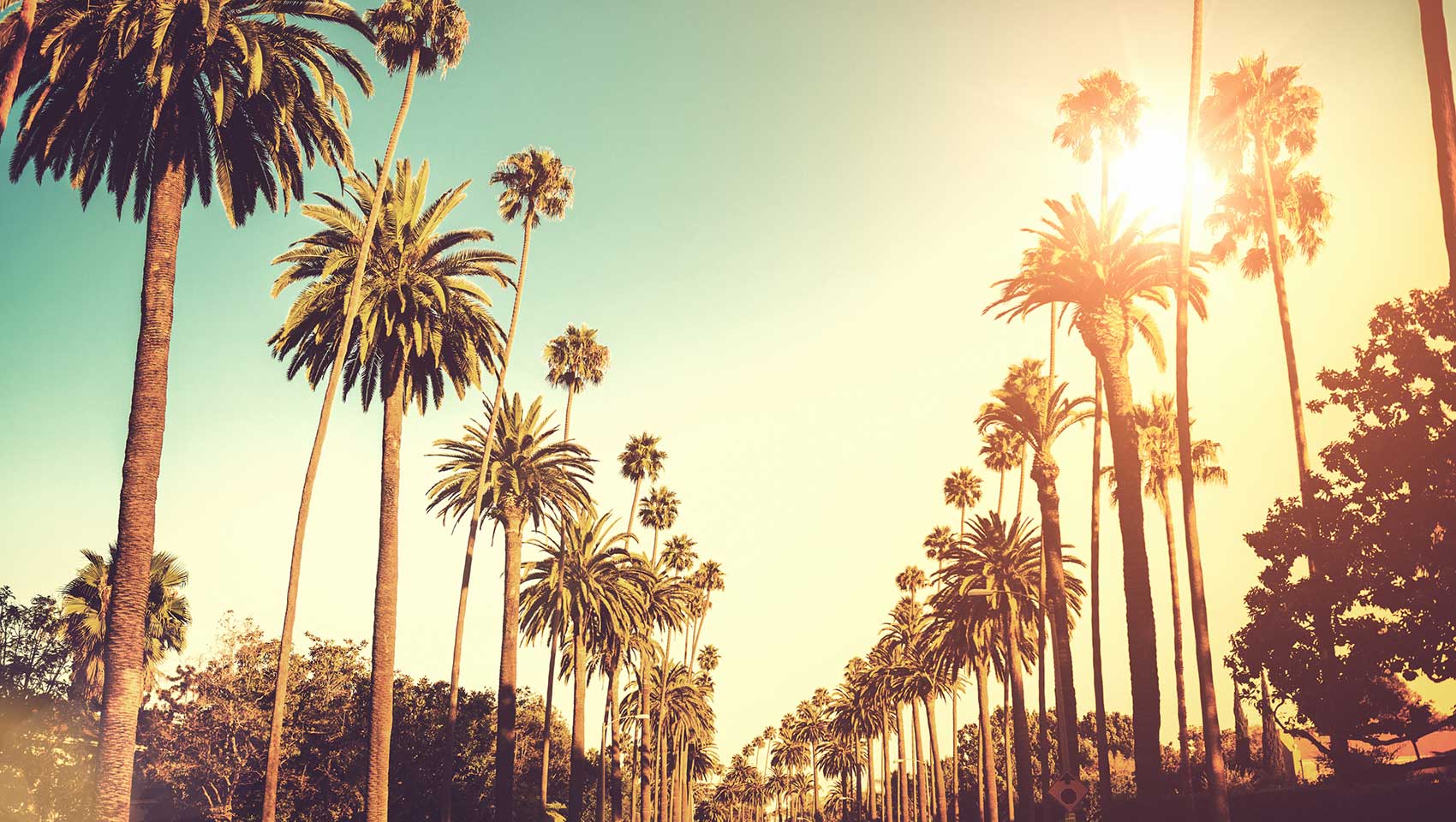 Palm Trees in the sunshin
